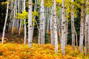 Aspen forest-1816 Aspen forest-1816